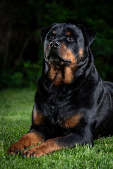 A stunning Rottweiler posing proudly on a lush green lawn, illuminated by professional studio lighting. The dog’s strong build, shiny coat, and attentive gaze make for a striking and powerful portrait