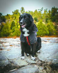 A large black dog stands proudly in front of a breathtaking natural backdrop, its sleek coat contrasting against the vibrant greenery. The expansive landscape of trees and open skies