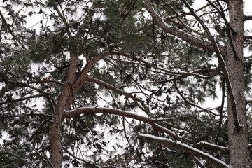 winter forest in the cold snow