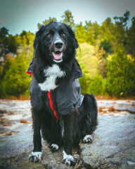 A large black dog stands proudly in front of a breathtaking natural backdrop, its sleek coat contrasting against the vibrant greenery. The expansive landscape of trees and open skies