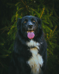 A large black dog stands proudly in front of a breathtaking natural backdrop, its sleek coat contrasting against the vibrant greenery. The expansive landscape of trees and open skies