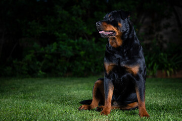 A stunning Rottweiler posing proudly on a lush green lawn, illuminated by professional studio lighting. The dog’s strong build, shiny coat, and attentive gaze make for a striking and powerful portrait