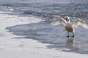 Trumpeter swans (Cygnus buccinator) in a sea of ice on Flat Creek; Nat Elk Refuge; Jackson, Wyoming