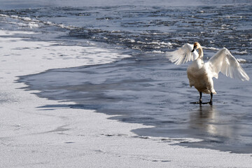 Trumpeter swans (Cygnus buccinator) in a sea of ice on Flat Creek; Nat Elk Refuge; Jackson, Wyoming