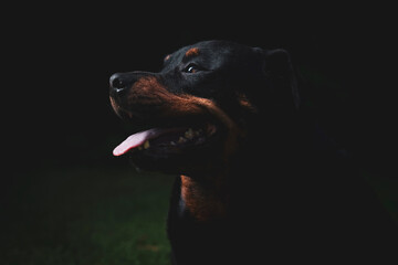 A stunning Rottweiler posing proudly on a lush green lawn, illuminated by professional studio...