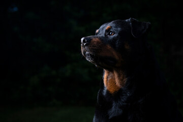 A stunning Rottweiler posing proudly on a lush green lawn, illuminated by professional studio lighting. The dog’s strong build, shiny coat, and attentive gaze make for a striking and powerful portrait