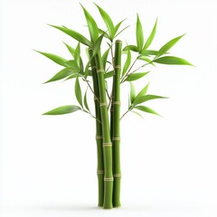 Obraz premium Bamboo plant isolated on white background