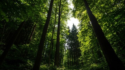 Naklejka premium Tall Emerald Green Trees Reaching Towards The Sunlight Through The Canopy