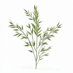 Obraz premium Barley plant isolated on white background