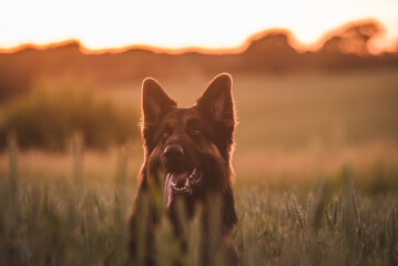 german shepherd dog