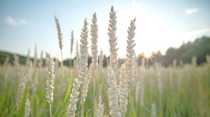 Fototapeta premium Ripe wheat field sunset, summer harvest, rural landscape, agriculture