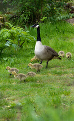 canada goose family on the grass