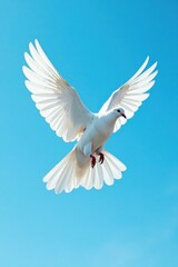Fototapeta premium White dove in flight, wings spread wide, azure sky , faith, peace