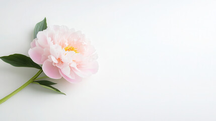 Fototapeta premium A delicate peony rests elegantly against a soft white background, showcasing its lush petals and vibrant green leaves in natural light.emplate, empty, for text, place, copyspace, copy space