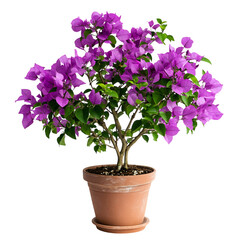 Lush Potted Bougainvillea Plant with Purple Flowers Isolated on Transparent Background