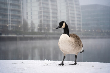 canadian goose on snow