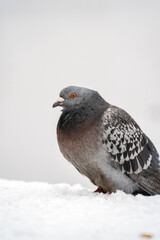 pigeon on snow
