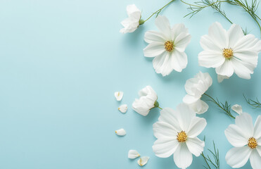 Fototapeta premium white flowers on blue background, spring bunner 