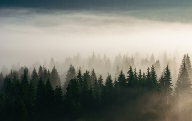 Magical mountain landscape with silhouettes of pine trees covered in fog