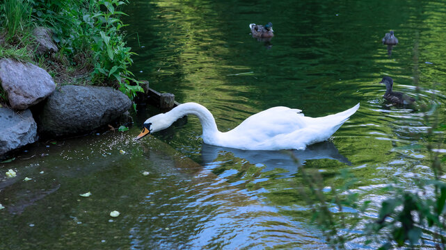 Graceful white swan gracefully gliding through water near shore searching for food