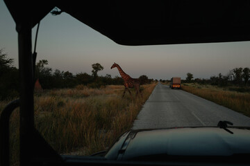 Giraffe crossing the road in Etosha National Park, Namibia