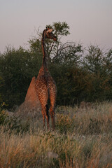 Giraffe standing near termite mounds in a national park in Etosha, Namibia