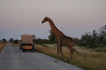 Giraffe crossing the road in Etosha National Park, Namibia