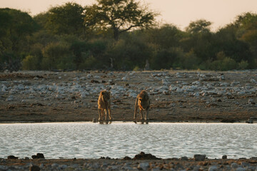 Lion brothers drinking water in the morning in National Park Etosha in Namibia