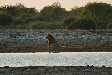 Lion near waterhole in the morning in National Park Etosha in Namibia