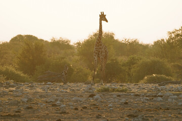 Obraz premium Giraffe in Etosha, Namibia