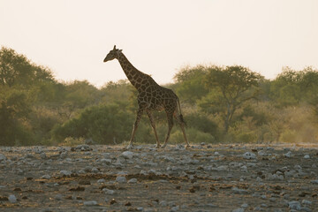 Giraffe in Etosha, Namibia