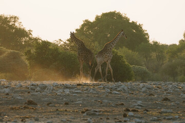 Giraffes in Etosha, Namibia