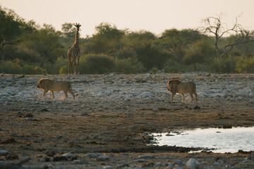 Lion brothers leaving the watering hole and one giraffe waiting in National Park Etosha in Namibia