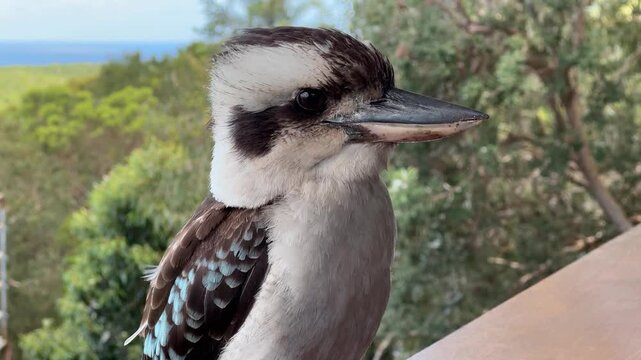 Australian native bird the Kookaburra with a natural background in 4k footage