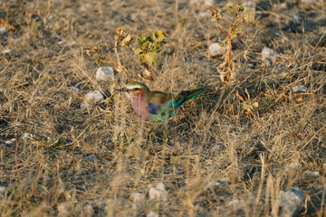 Lilac breasted roller (Coracias caudatus) in Etosha, Namibia