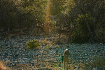 Herd of springboks standing by the road in national park Etosha in Namibia