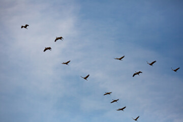 Bird migration, group of cranes flying high up in blue sky