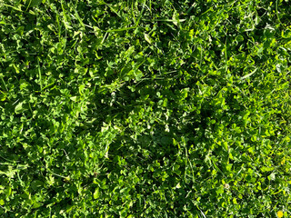 Obraz premium Bright green grass field with lots of clover leaves on sunny day, top down view. Three-leaved clover soft textured background. Symbol of Ireland. Nature in spring and summer. St. Patrick's Day