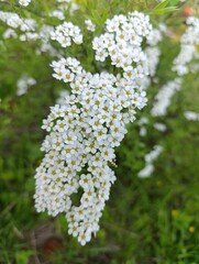 Obraz premium Cluster of Delicate White Flowers in a Lush Green Garden