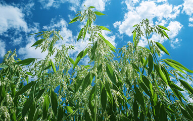 Obraz premium Close-up of oat plants in a vast field under a bright blue sky, golden grain swaying in the wind, agricultural farming landscape, organic crop cultivation