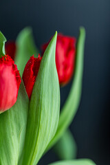 macro photography of red velvet tulips on black background, bright tulips isolated on black background