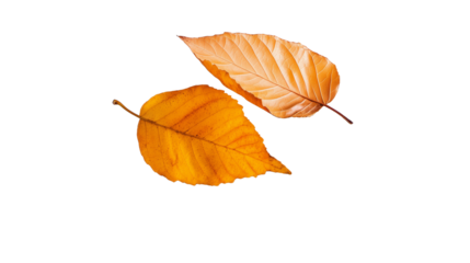 Single golden brown leaf isolated on a transparent background.