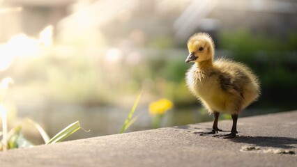 gosling by the water