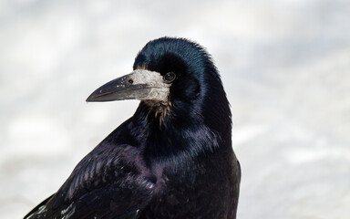 crow on a black background