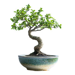 A Small Bonsai Tree in a Ceramic Pot Isolated on Transparent Background