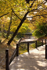 Colorful trees over bridges at the Budapest city park