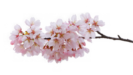 PNG Flower blossom plant white.
