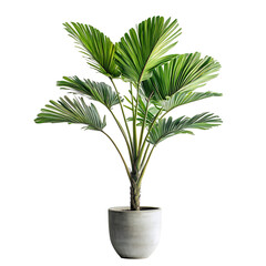 Tall Potted Palm Plant with Large Fan Shaped Green Leaves Isolated on Transparent Background