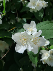 Vibrant White Jasmine Flowers and Green Leaves