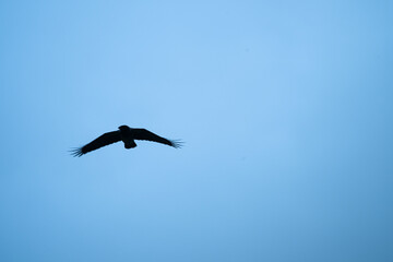 silhouette of a bird in flight against blue sky.